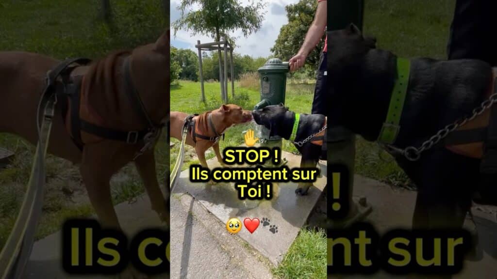 (Gennevilliers): STOP ! Ces chiens  comptent sur toi ! — dog rescue — Nathalaspa LA SPA Gennevilliers
